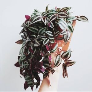 Tradescantia Zebrina Cuttings